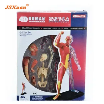 JSXuan 4D corpul Uman țesut model - musculare și nervoase schelet de asamblare biologice de predare echipamente